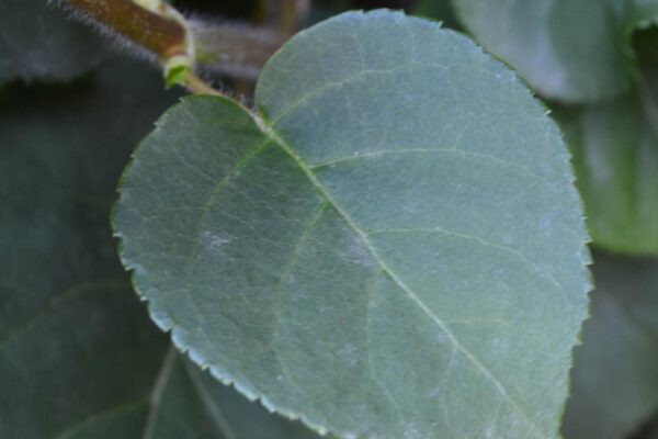 Hydrangea anomala ssp. petiolaris - Leaf