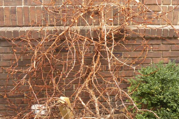 Hydrangea anomala ssp. petiolaris - Winter Habit