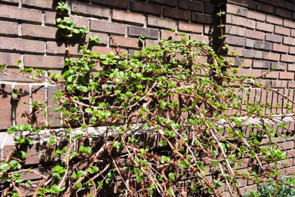 Hydrangea anomala ssp. petiolaris - Habit