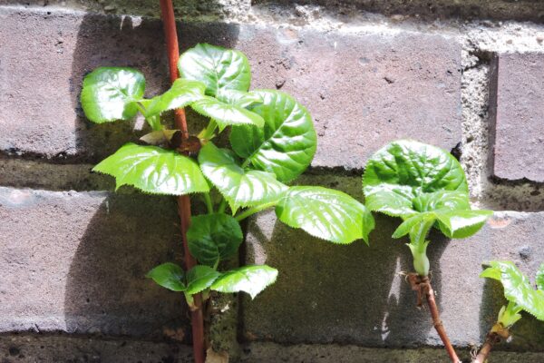 Hydrangea anomala ssp. petiolaris - Foliage
