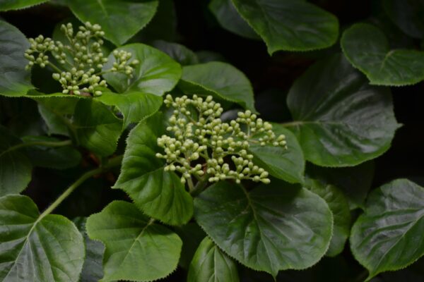 Hydrangea anomala ssp. petiolaris - Flower Buds