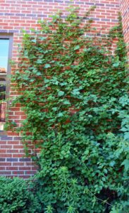 Hydrangea anomala ssp. petiolaris - Vine Habit