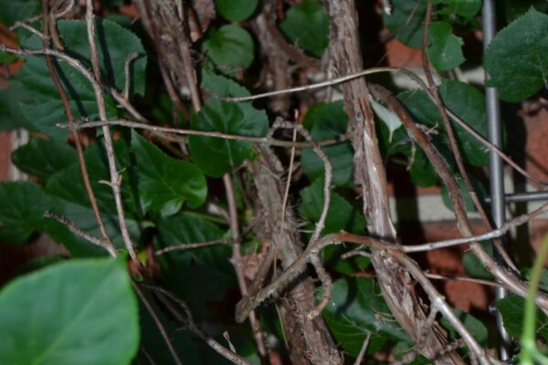 Hydrangea anomala ssp. petiolaris - Vine Branches