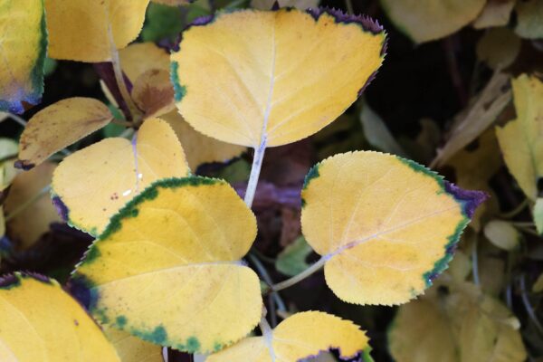 Hydrangea anomala ssp. petiolaris - Fall Foliage