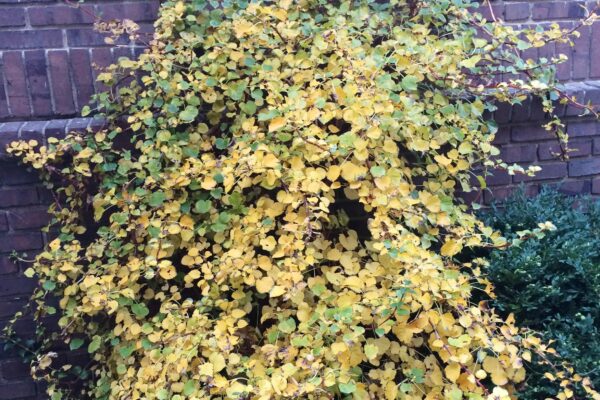 Hydrangea anomala ssp. petiolaris - Fall Habit