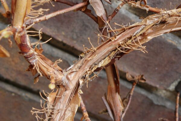 Hydrangea anomala ssp. petiolaris - Bark