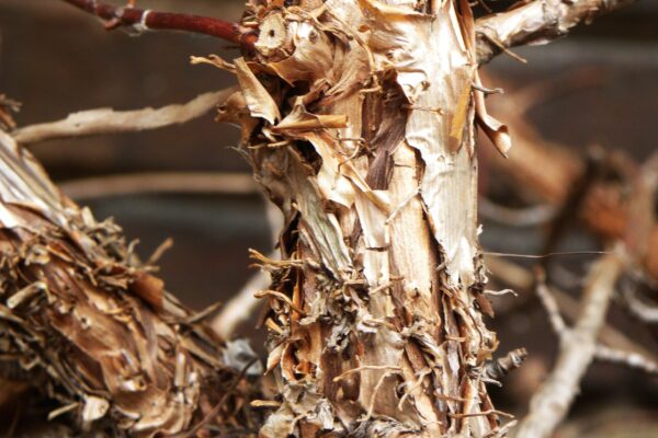 Hydrangea anomala ssp. petiolaris - Bark
