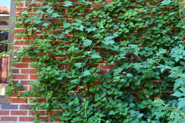 Hydrangea anomala ssp. petiolaris - Vine Habit