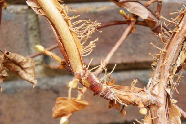 Hydrangea anomala ssp. petiolaris - Buds and Bark
