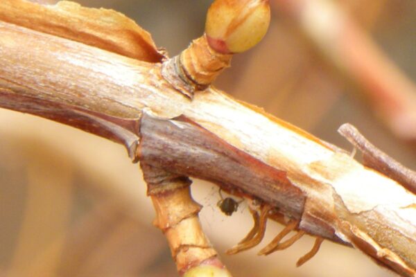 Hydrangea anomala ssp. petiolaris - Buds