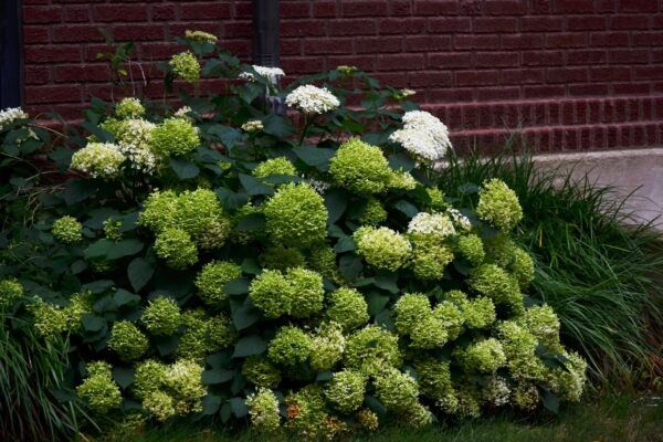 Hydrangea arborescens ′Annabelle′ - Flowering Habit