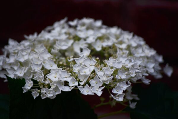 Hydrangea arborescens ′Annabelle′ - Flowers