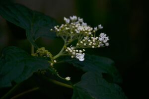 Hydrangea arborescens ′Annabelle′ - Buds