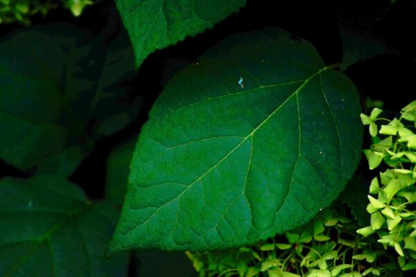 Hydrangea arborescens ′Annabelle′ - Leaf