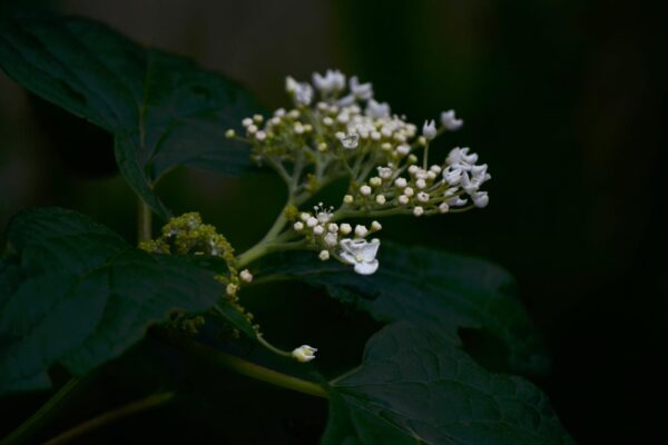 Hydrangea arborescens &prime;Annabelle&prime; - Buds