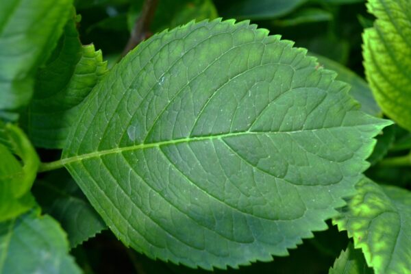 Hydrangea macrophylla - Leaf