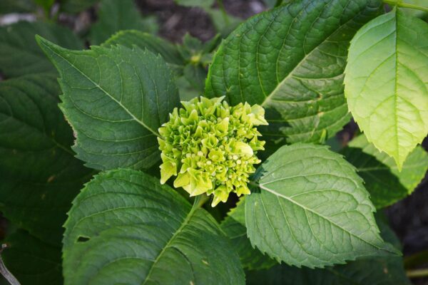 Hydrangea macrophylla - Early Bloom