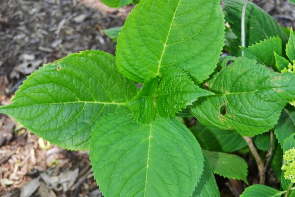 Hydrangea macrophylla - Foliage