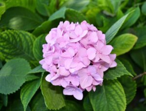 Hydrangea macrophylla - Mophead (Hortensia) Flowers in Alkaline Soil