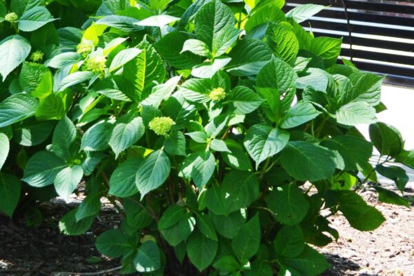 Hydrangea macrophylla - Summer Habit