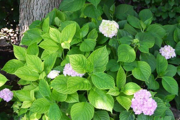 Hydrangea macrophylla - Flowering Habit