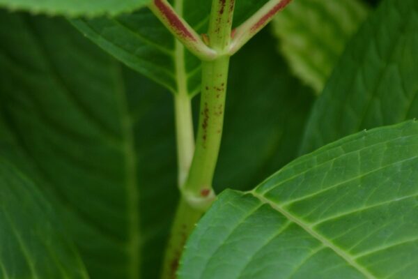 Hydrangea macrophylla - Stem