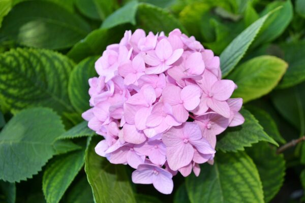 Hydrangea macrophylla - Mophead (Hortensia) Flowers in Alkaline Soil