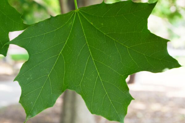 Acer platanoides ′Emerald Queen′ - Leaf