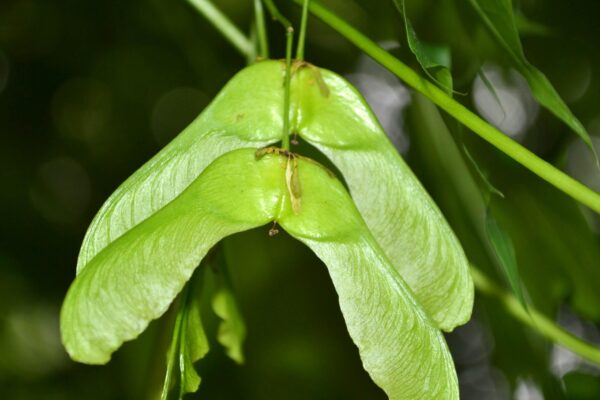 Acer platanoides ′Emerald Queen′ - Samara Fruit