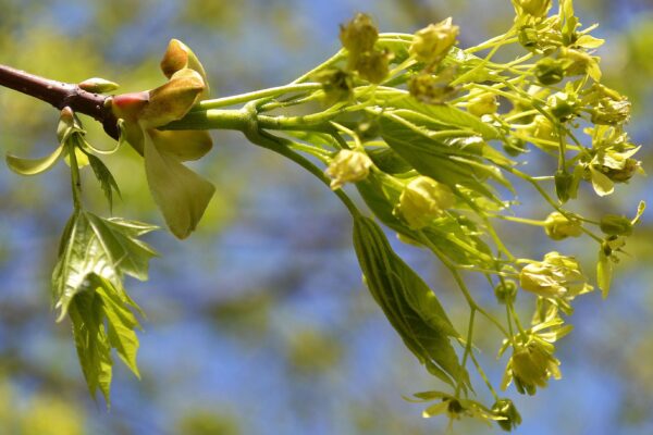 Acer platanoides ′Emerald Queen′ - Flower