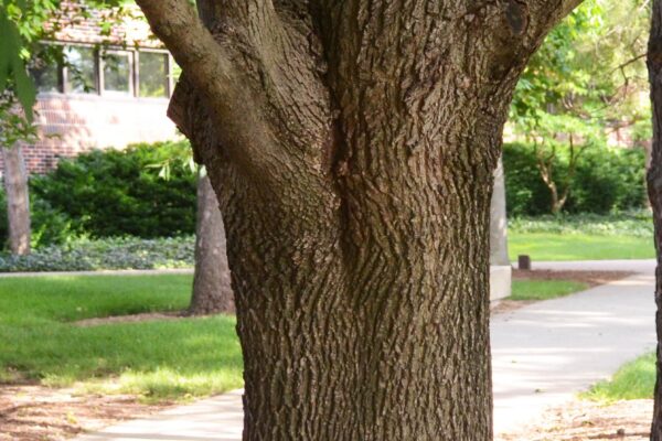 Acer platanoides ′Emerald Queen′ - Bark