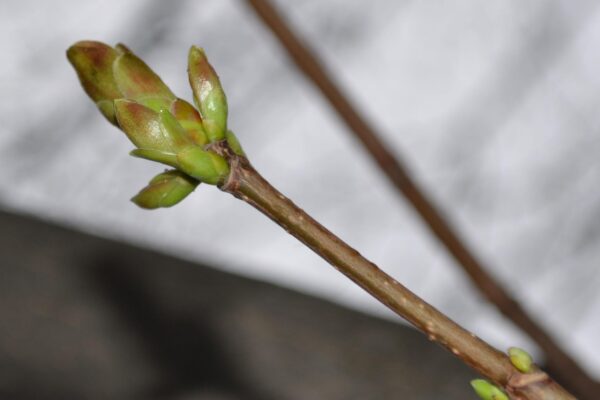 Acer platanoides ′Emerald Queen′ - Bud