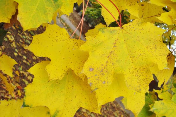 Acer platanoides ′Emerald Queen′ - Fall Foliage