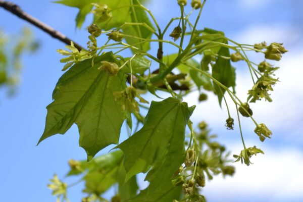 Acer platanoides ′Emerald Queen′ - Foliage and Flowers