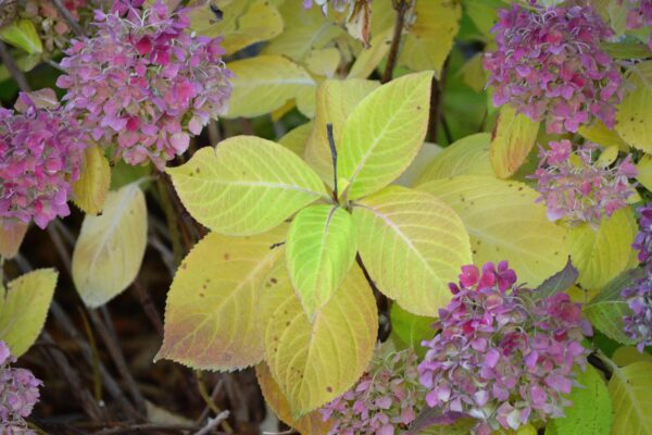 Hydrangea macrophylla ′Bailmer′ [sold as Endless Summer®] - Fall Foliage and Flowers