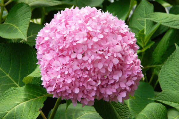 Hydrangea macrophylla ′Bailmer′ [sold as Endless Summer®] - Flowers in Alkaline Soil