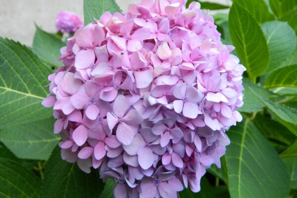 Hydrangea macrophylla ′Bailmer′ [sold as Endless Summer®] - Flowers in Slightly Acidic Soil