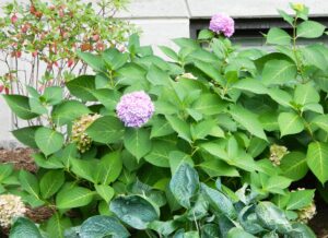 Hydrangea macrophylla ′Bailmer′ [sold as Endless Summer®] - Shrub Habit