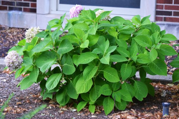 Hydrangea macrophylla ′Bailmer′ [sold as Endless Summer®] - Summer Habit
