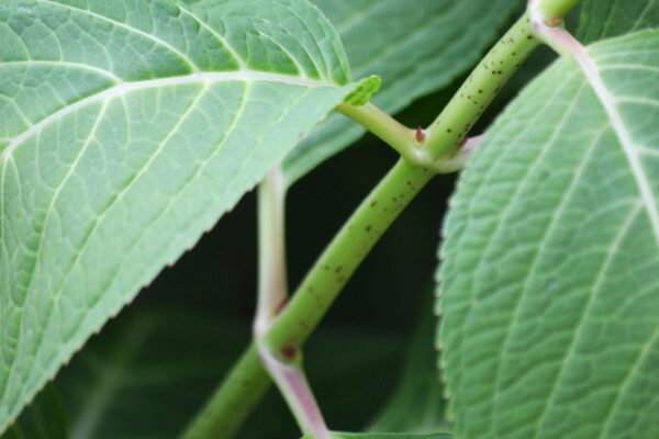 Hydrangea macrophylla ′Bailmer′ [sold as Endless Summer®] - Stem
