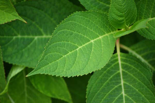 Hydrangea macrophylla ′Bailmer′ [sold as Endless Summer®] - Leaf