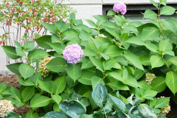 Hydrangea macrophylla ′Bailmer′ [sold as Endless Summer®] - Shrub Habit