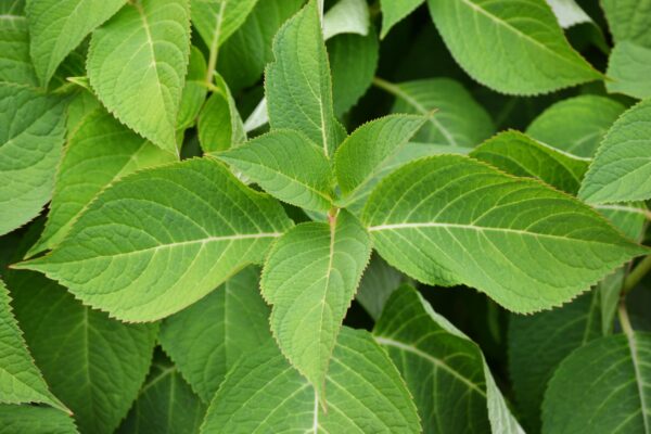 Hydrangea macrophylla ′Bailmer′ [sold as Endless Summer®] - Foliage