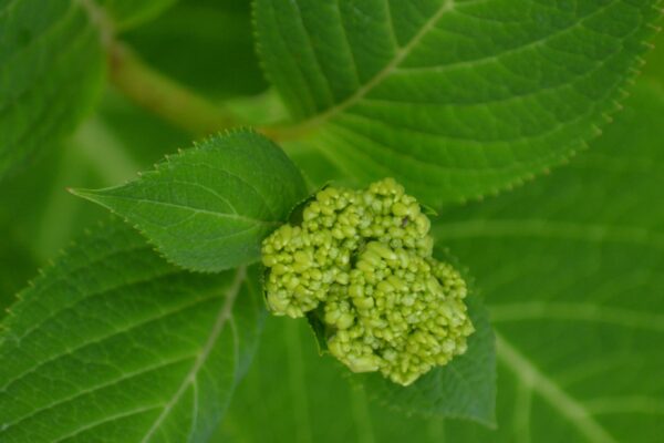 Hydrangea macrophylla ′Bailmer′ [sold as Endless Summer®] - Flower Buds