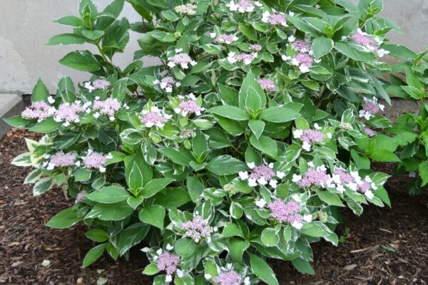 Hydrangea macrophylla ′Mariesii Variegata′ - Flowering Shrub (Alkaline Soil)