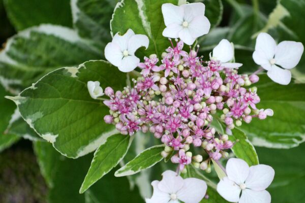 Hydrangea macrophylla ′Mariesii Variegata′ - Flowers in Alkaline Soil