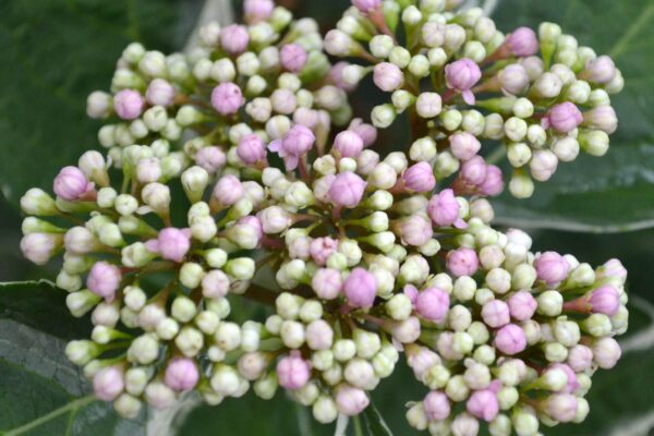 Hydrangea macrophylla ′Mariesii Variegata′ - Flower Buds