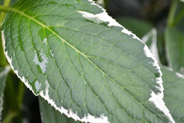 Hydrangea macrophylla ′Mariesii Variegata′ - Leaf