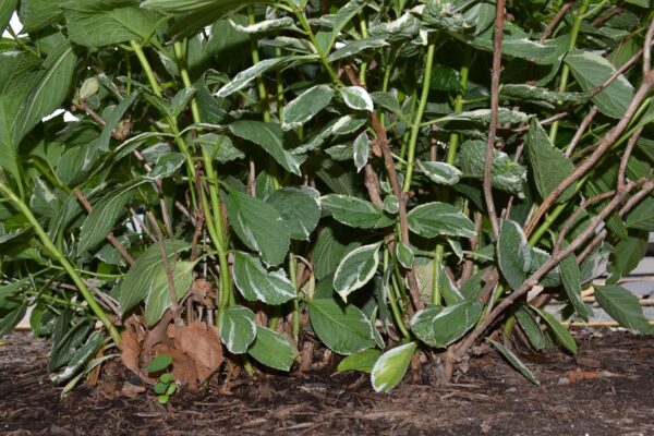 Hydrangea macrophylla ′Mariesii Variegata′ - Bark