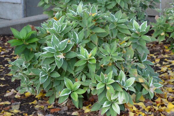 Hydrangea macrophylla &prime;Mariesii Variegata&prime; - Habit